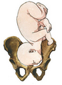 Pelvis osea normal. Presentación, actitud y situación fetal. Evaluación anteparto