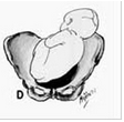 Pelvis osea normal. Presentación, actitud y situación fetal. Evaluación anteparto