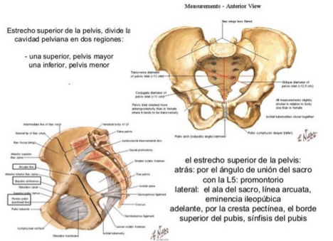 Pelvis osea normal. Presentación, actitud y situación fetal. Evaluación anteparto