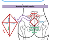 Pelvis osea normal. Presentación, actitud y situación fetal. Evaluación anteparto