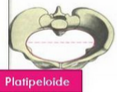 Pelvis osea normal. Presentación, actitud y situación fetal. Evaluación anteparto