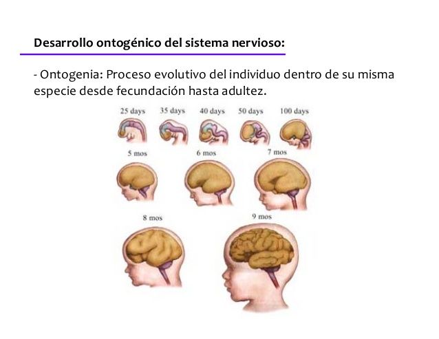 DESARROLLO HISTORICO DE LA PSICOFISIOLOGIA