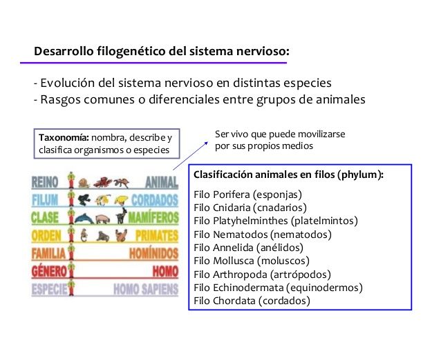 DESARROLLO HISTORICO DE LA PSICOFISIOLOGIA