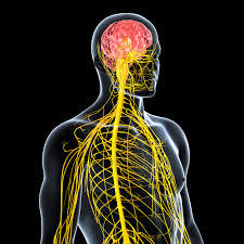 ANTECEDENTES HISTORICOS DE DESARROLLO PSICOFISIOLOGICO