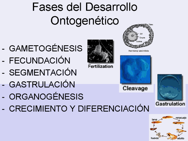 Fundamentos de la Psicofisiología, Neurodesarrollo y Sistema Nervioso.