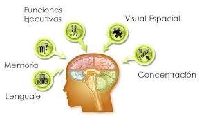 Reorganización de las funciones cerebrales en el adulto mayor
