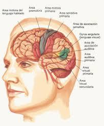 Reorganización de las funciones cerebrales en el adulto mayor
