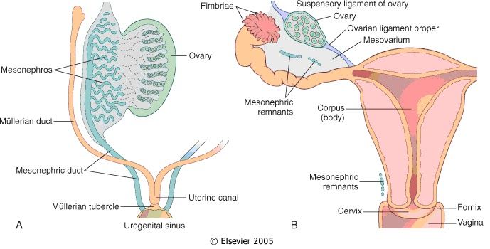 SESIÓN 1. Anatomía del aparato reproductor femenino