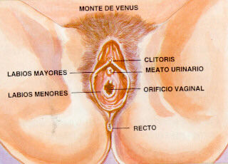 SESIÓN 1. Anatomía del aparato reproductor femenino