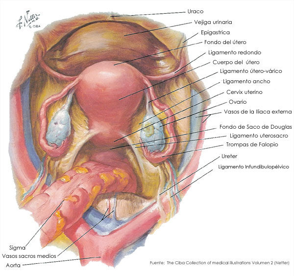 SESIÓN 1. Anatomía del aparato reproductor femenino