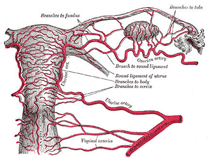 SESIÓN 1. Anatomía del aparato reproductor femenino
