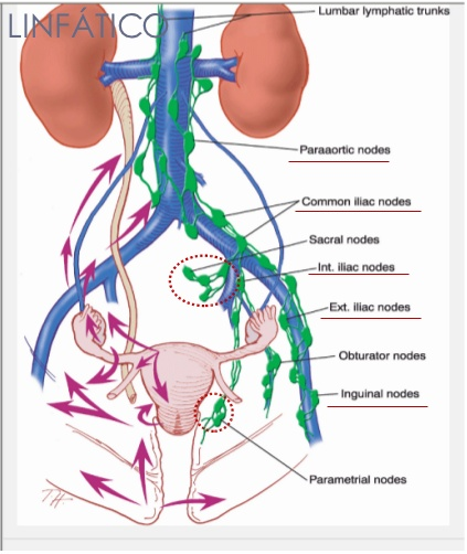 SESIÓN 1. Anatomía del aparato reproductor femenino
