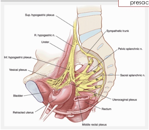 SESIÓN 1. Anatomía del aparato reproductor femenino