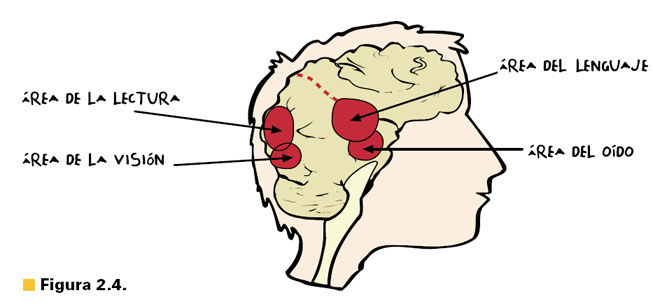 Desarrollo histórico de la psicofisiología