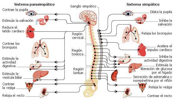 PSICOFISIOLOGIA (Psicología Fisiológica)