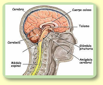 PSICOFISIOLOGIA O PSICOLOGIA FISIOLOGICA