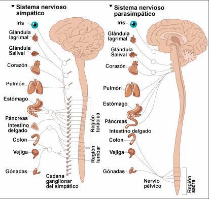 Fundamentos de la Psicofisiología, Neurodesarrollo y Sistema Nervioso