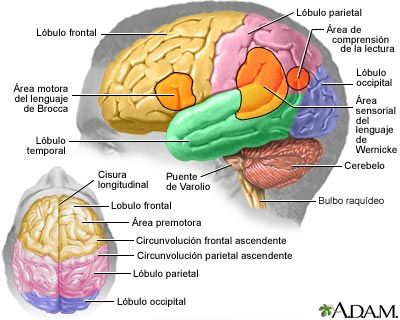 EXTRUCTURAS Y FUNCIONES DEL SISTEMA NERVIOSO CENTRAL