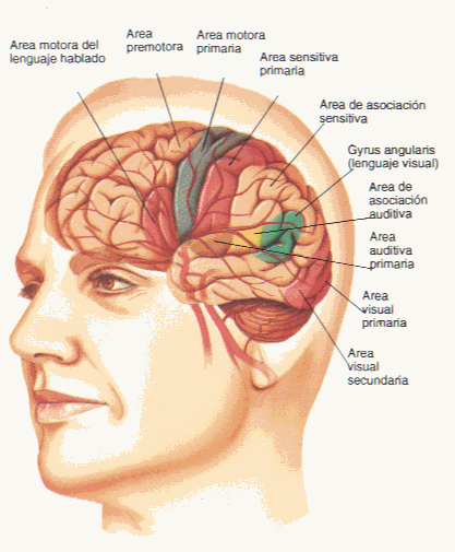 EXTRUCTURAS Y FUNCIONES DEL SISTEMA NERVIOSO CENTRAL