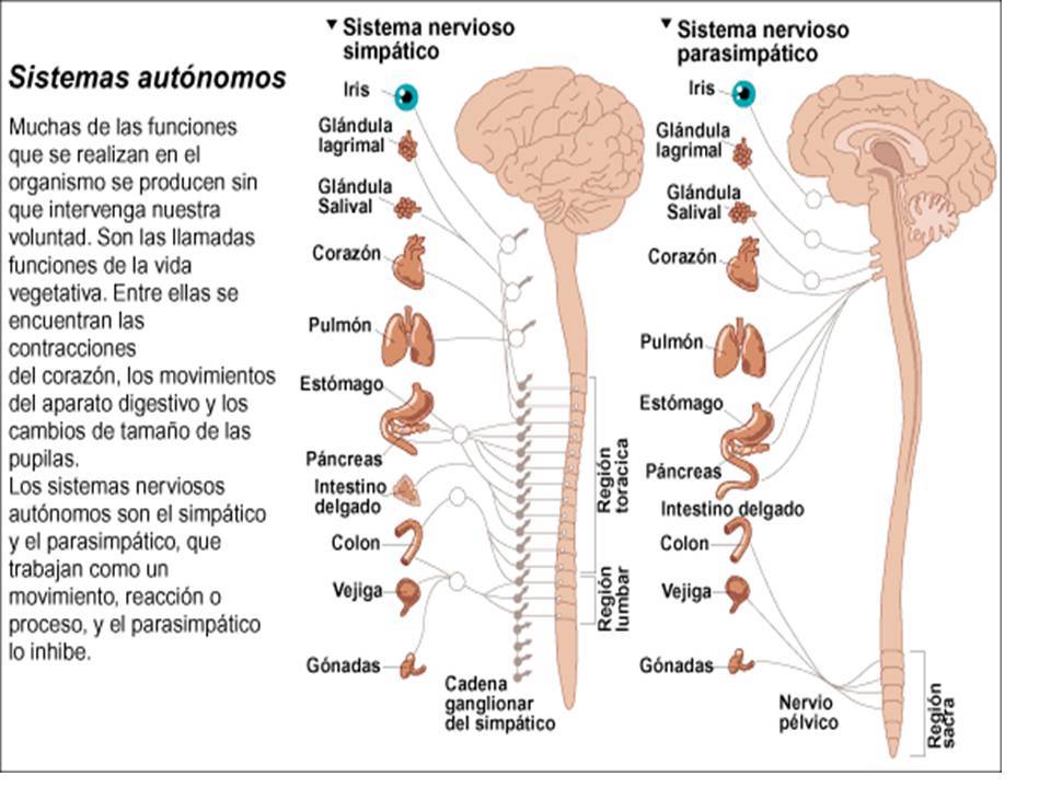 EXTRUCTURAS Y FUNCIONES DEL SISTEMA NERVIOSO CENTRAL