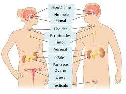 EXTRUCTURAS Y FUNCIONES DEL SISTEMA NERVIOSO CENTRAL
