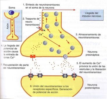 EXTRUCTURAS Y FUNCIONES DEL SISTEMA NERVIOSO CENTRAL