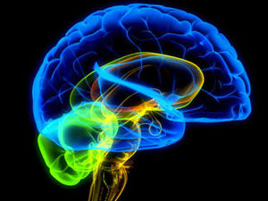 FUNDAMENTOS DE LA PSICOFISIOLOGIA, NEURODESARROLLO Y SISTEMA NERVIOSO.