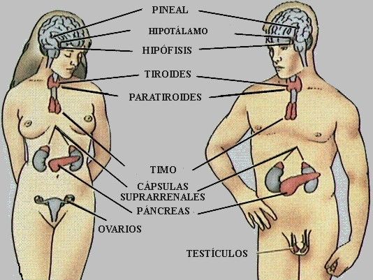 FUNDAMENTOS DE LA PSICOFISIOLOGIA, NEURODESARROLLO Y SISTEMA NERVIOSO.
