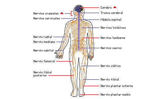 Fundamentos de la Psicofisiologia, Neuro Desarrollo, y Sistema Nervioso