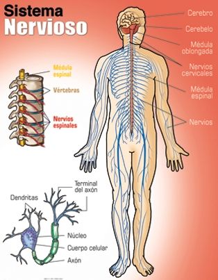PSICOFISIOLOGÍA