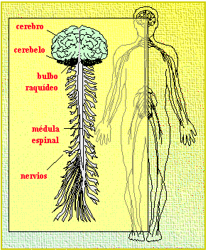 DESARROLLO HISTORICO DE LA PSICOFISIOLOGIA