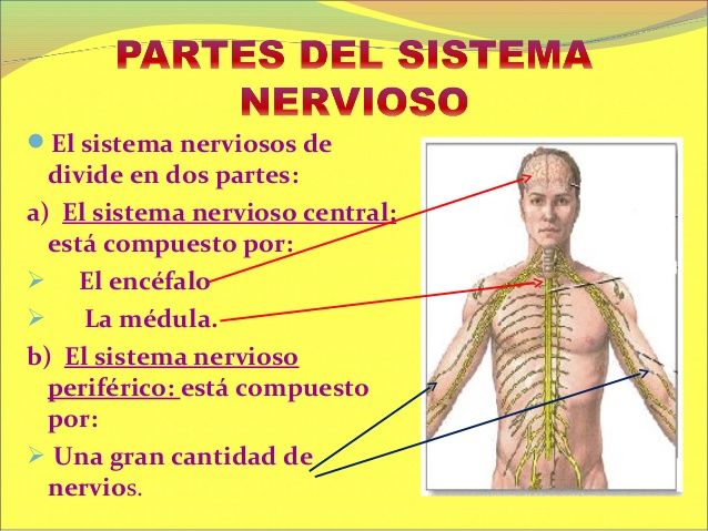 DESARROLLO HISTORICO DE LA PSICOFISIOLOGIA