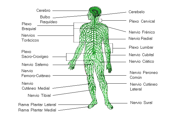 Fundamentos de la Psicofisiologia, Neuro Desarrollo, y Sistema Nervioso