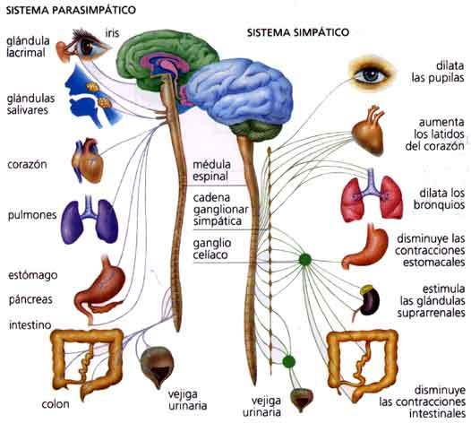 FUNDAMENTOS DE LA PSICOFISIOLOGIA, NEURODESARROLLO Y SISTEMA NERVIOSO.