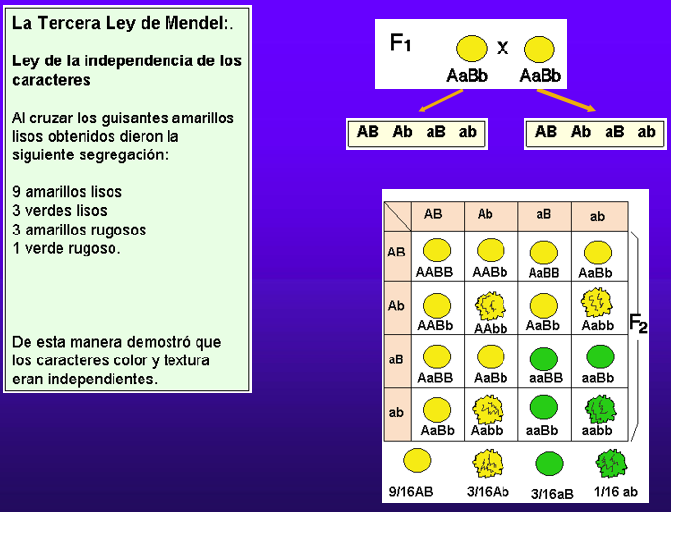 Las Leyes de Mendel