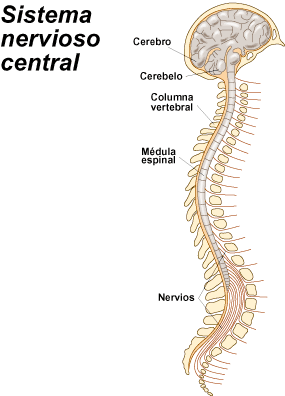 FUNDAMENTOS DE LA PSICOFISIOLOGIA, NEURODESARROLLO Y SISTEMA NERVIOSO.