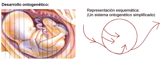Fundamentos de la Psicofisiologia, Neuro Desarrollo, y Sistema Nervioso