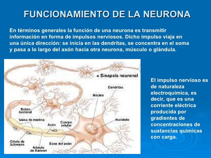 FUNDAMENTOS DE LA PSICOFISIOLOGIA, NEURODESARROLLO Y SISTEMA NERVIOSO.