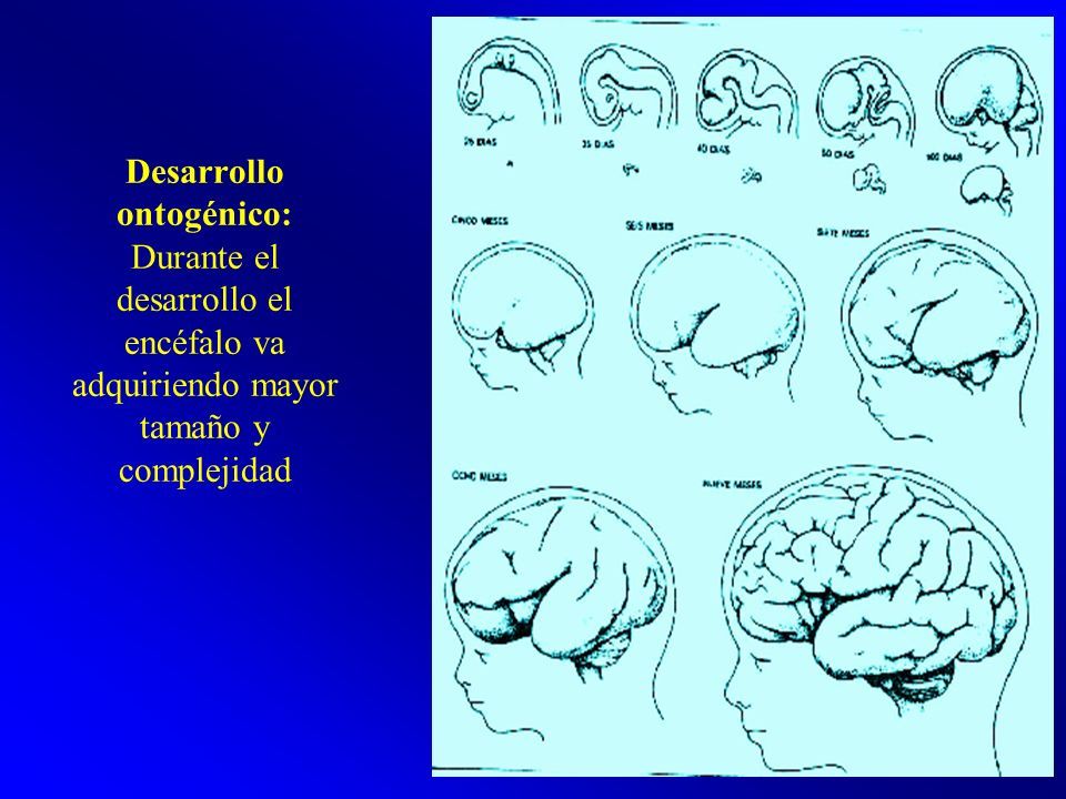 FUNDAMENTOS DE LA PSICOFISIOLOGIA, NEURODESARROLLO Y SISTEMA NERVIOSO.