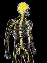 Fundamentos de la Psicofisiología, Neurodesarrollo y Sistema Nervioso.