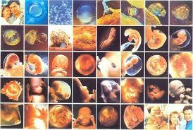 Fundamentos de la Psicofisiología, Neurodesarrollo y Sistema Nervioso.