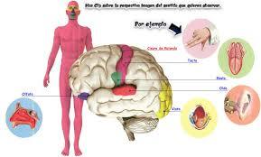 Desarrollo de la psicofisiología y la psicología clinica