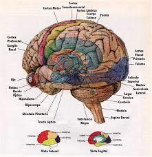 Desarrollo de la psicofisiología y la psicología clinica