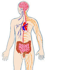 Desarrollo de la psicofisiología y la psicología clinica