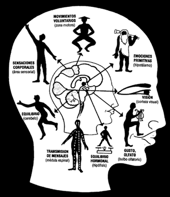 DESARROLLO HISTORICO DE LA PSICOFISIOLOGIA