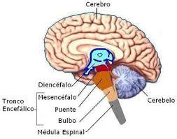 DESARROLLO HISTORICO DE LA PSICOFISIOLOGIA