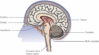 Fundamento de la psicofisiología, Neurodesarrollo y Sistema nervioso