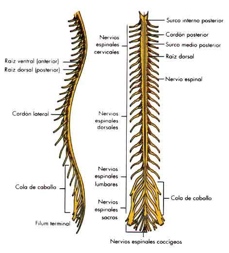 Fundamento de la psicofisiología, Neurodesarrollo y Sistema nervioso