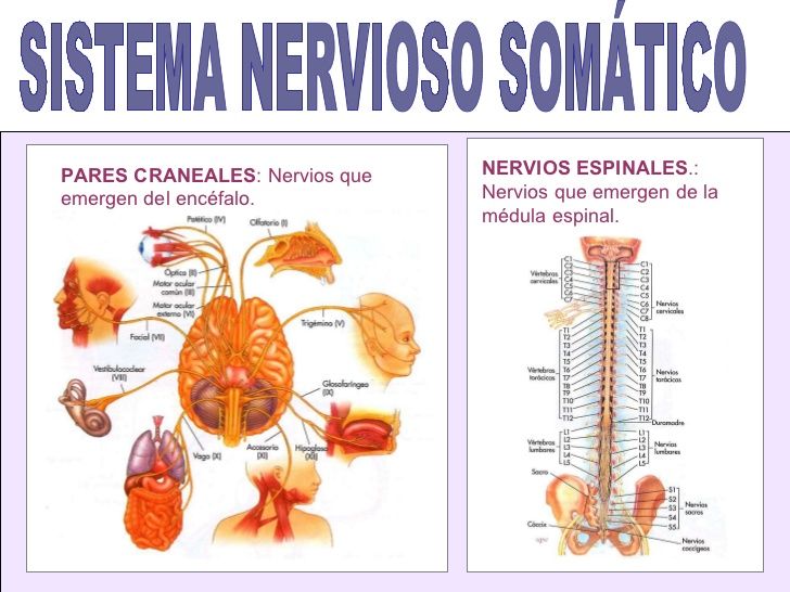 Fundamento de la psicofisiología, Neurodesarrollo y Sistema nervioso