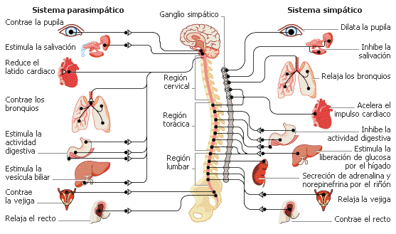 Fundamento de la psicofisiología, Neurodesarrollo y Sistema nervioso